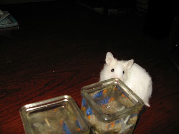 My hamster Lucy next to the 'aquarium candles' on the coffee-table.