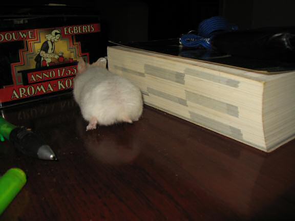 My hamster Lucy exploring all the stuff I put on the coffee-table.