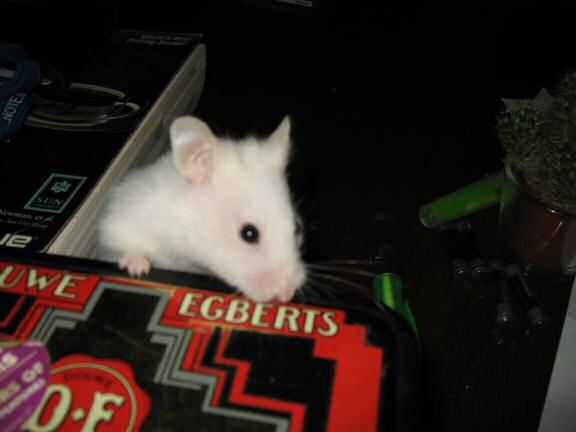 My hamster Lucy exploring all the stuff I put on the coffee-table.