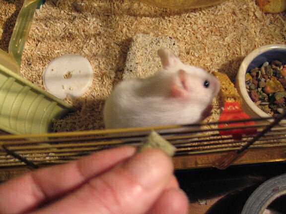 My hamster Lucy and her Vitakraft fruit Crossys