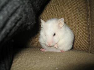 My hamster Lucy washing up on the couch.