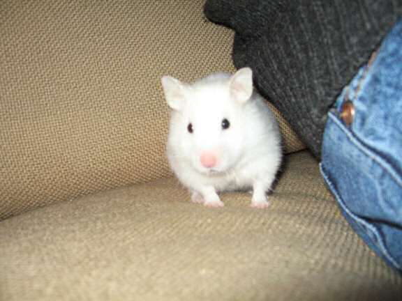 My hamster Lucy handlin' me.