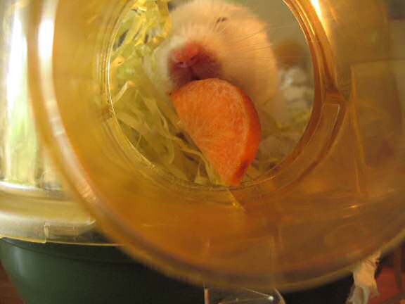 My hamster Lucy enjoying a piece of carrot.
