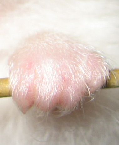 Close up picture of Lucy's left paw.