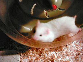 Picture of my hamster Lucy running in her treadmill
