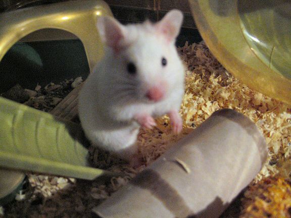 My hamster Lucy being cute.