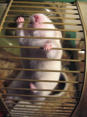 Picture of my hamster Lucy demanding to get out of her cage.
