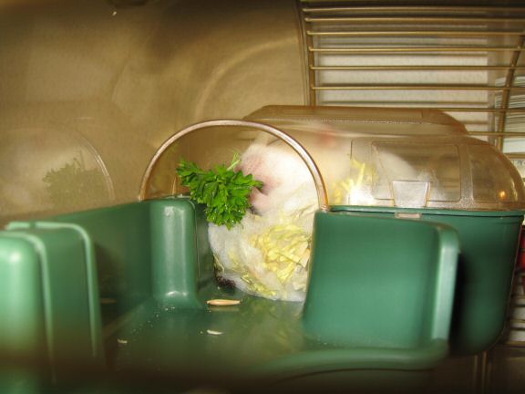 Picture of my hamster Lucy enjoying her parsley.