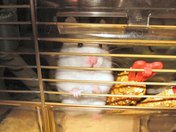 My hamster Lucy staring...