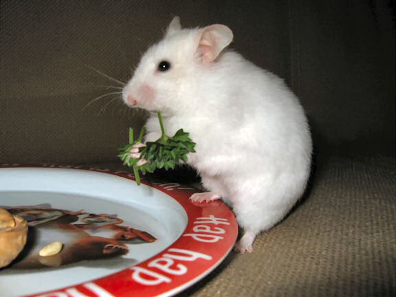 Picture of Lucy enjoying parsley.