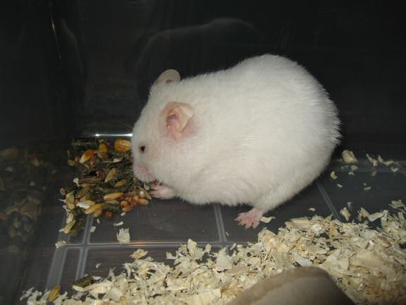Picture of my hamster Lucy having discovered nice food.