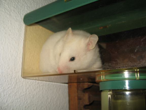Picture of my hamster Lucy exploring new territory.