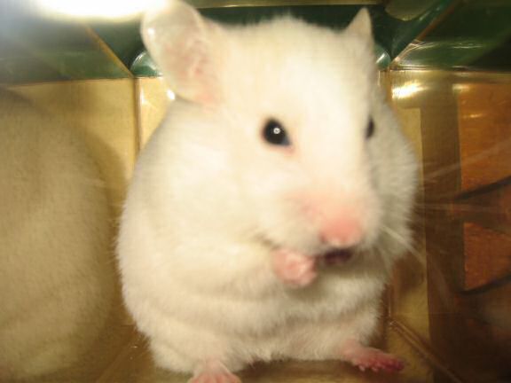 Close up of my hamster Lucy.