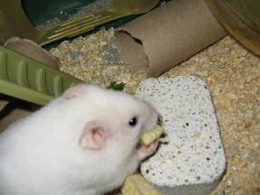 Close up of my hamster Lucy: 'Mmmmmmmmmmmmmmmmmmmmmm!'