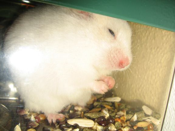 Picture of my hamster Lucy, not really caring about the website change.
