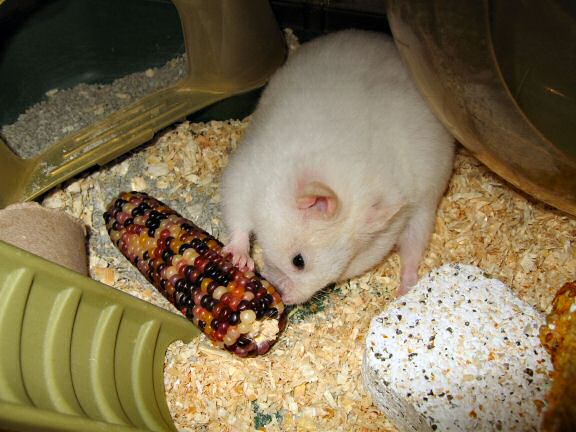 Picture of my hamster Lucy nibbling on a Corn on the Cob.