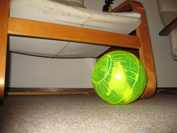 Picture of my hamster Lucy running in her explorer ball.