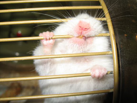 Picture of my hamster Lucy trying to convice me she wants out of her cage.