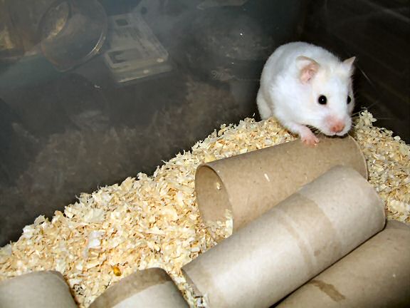 Picture of my hamster Lucy waiting on her bedroom being cleaned.