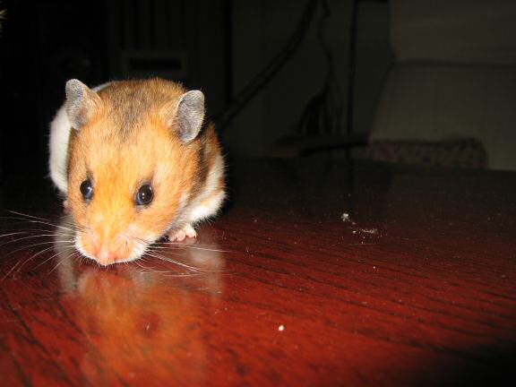 My hamster Lucy (3.0) being on the coffee-table for the first time.