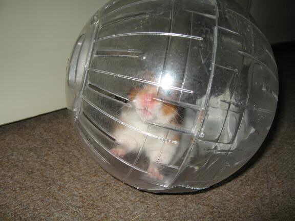 My hamster Lucy (3.0) in her Explorer Ball.