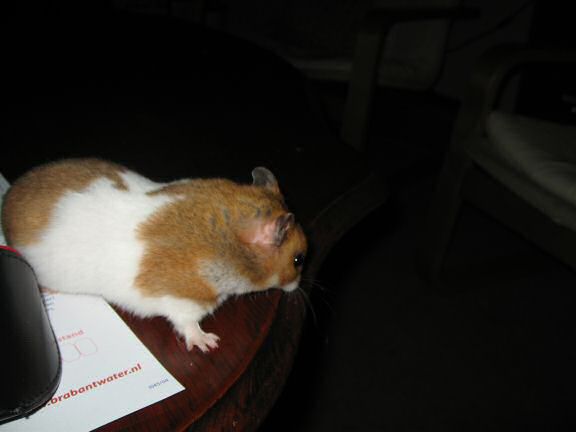 My hamster Lucy (3.0) explorin' the coffee table.