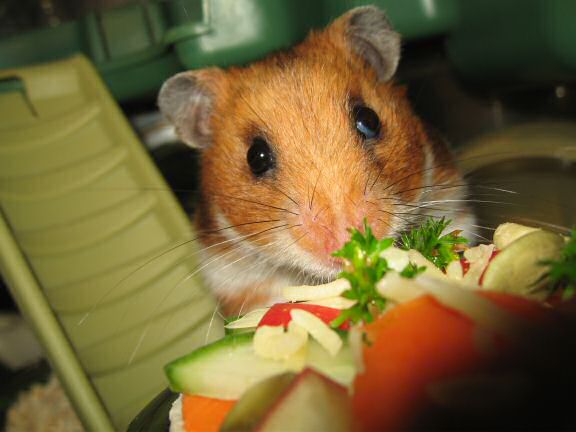 My hamster Lucy enjoying her micro Veggie Pizza.