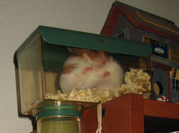 My hamster Lucy sleeping in her 'Meditation-room' for the first time.