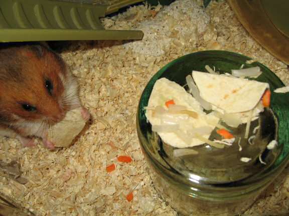 Servin' a Veggie Taco for my hamster Lucy.