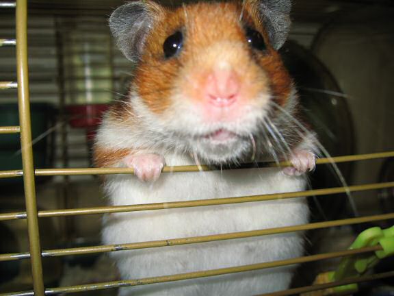 My hamster Lucy on New Years day.