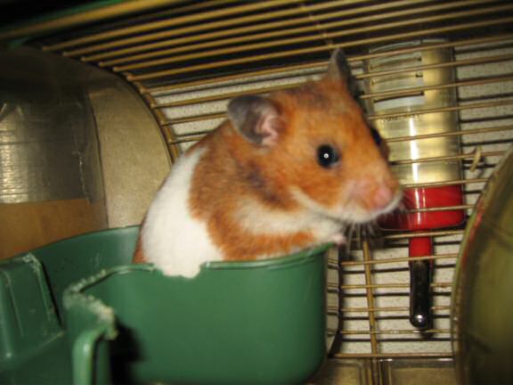 My hamster Lucy Groovin'.