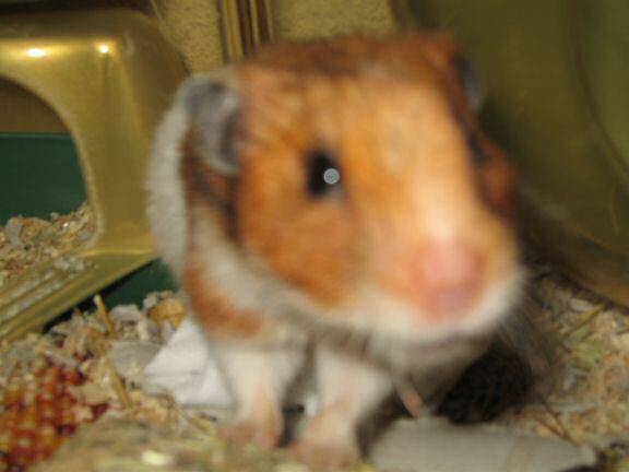 My Poor, Poor, hamster Lucy - part IV.