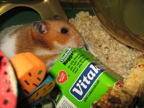 Serving my hamster Lucy a cardboard box instead of a TP-roll.