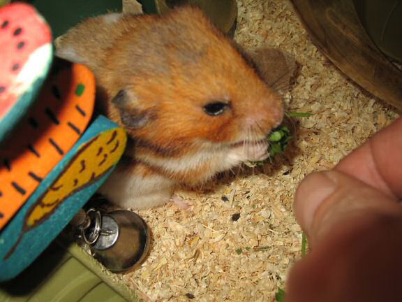 My hamster Lucy gets served a nice portion of Parsley!