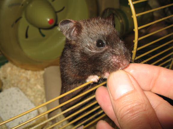 Cute- (and Daily-) Attention Grab, by my hamster Lucy.