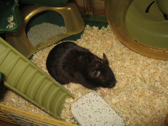 My hamster Lucy's: Corn She Wants = Corn She Gets!