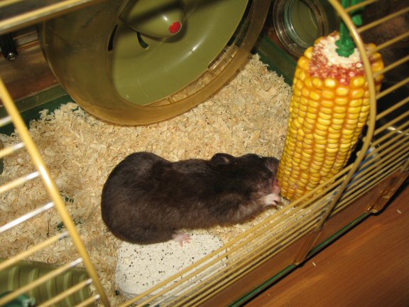 My hamster Lucy's: Corn She Wants = Corn She Gets!