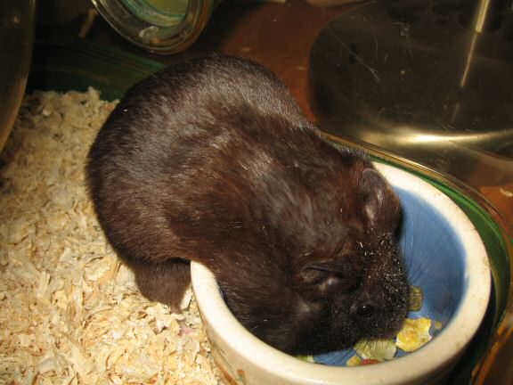 My hamster Lucy's Food Bowl Devour...