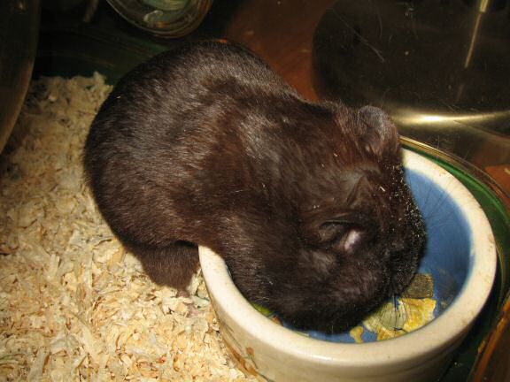 My hamster Lucy's Food Bowl Devour...