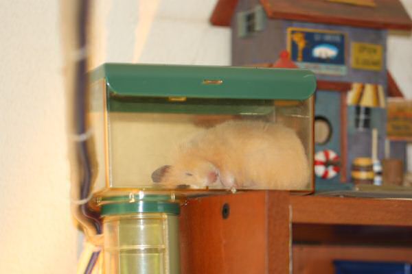 Lucy is adjusting to the HamsterTracker™-Life !