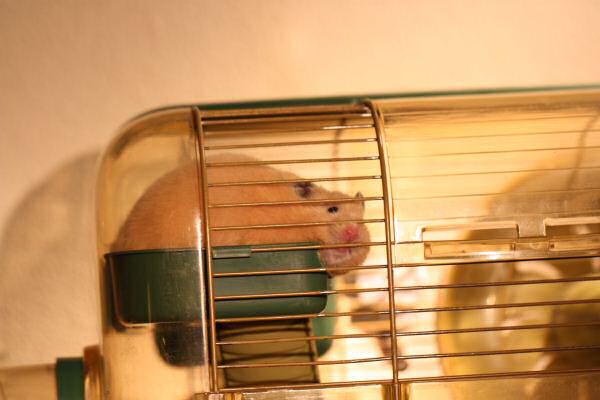 Lucy is adjusting to the HamsterTracker™-Life !