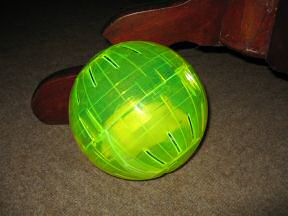 Picture of my hamster Lucy's new Ball.