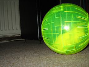 Picture of my hamster Lucy's new Ball.