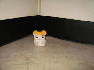 Picture of where I found my hamster Lucy, using a standin.