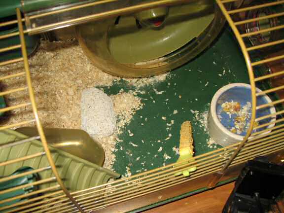 The disaster area my hamster Lucy caused in her cage.