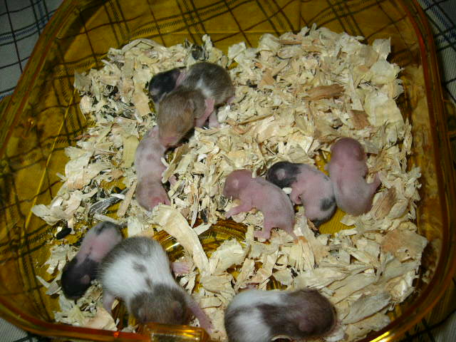HamsterfanSite.com Nany, taking care of her pups.