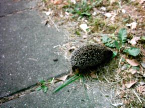 Picture of a baby hedgehog having a look around in my front garden
