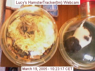 Snapshot of Lucy's webcam.