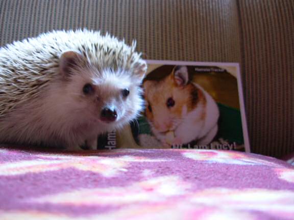 Extreme HamsterTrackin' with Harold the Wonder Hedgehog by Cedar.
