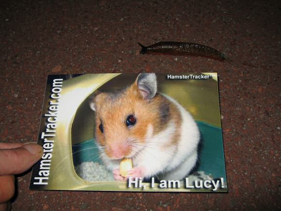 An Ultra Extreme HAmsterTrackin' Mission with my hamster Lucy !